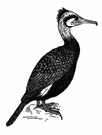 bird